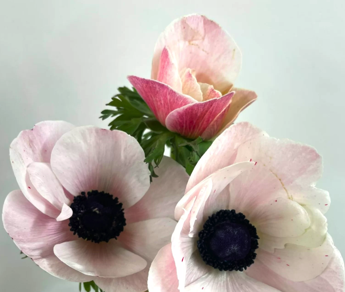 Anemone mistral blush