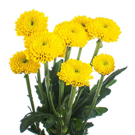 Chrysanthemum santini aurinko