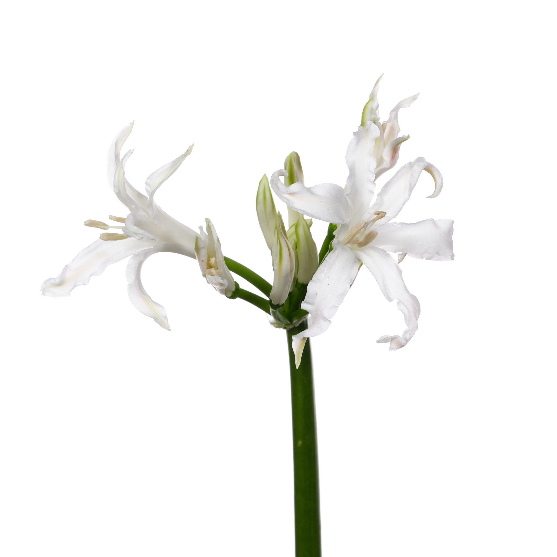 Nerine bianca perla