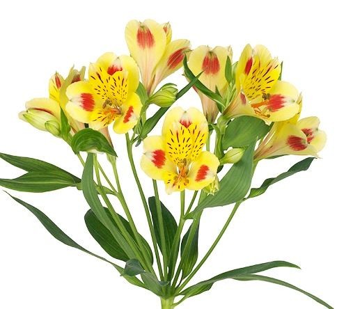 Alstroemeria bali