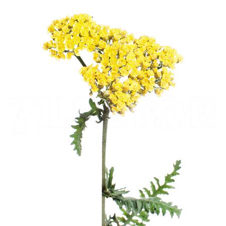 Achillea moonshine