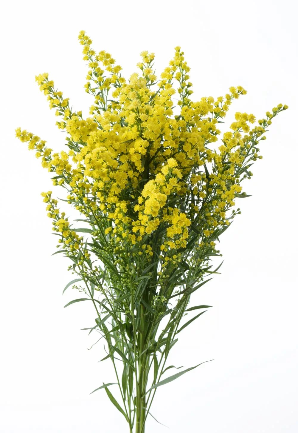 Solidago