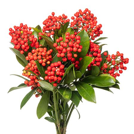 Skimmia red