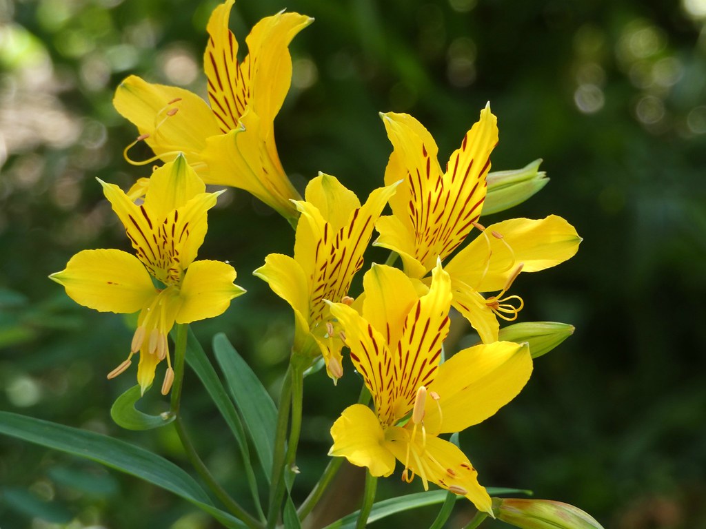 Alstroemeria cannary