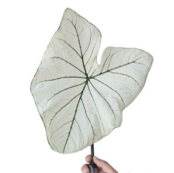 Blad Caladium bicolor white