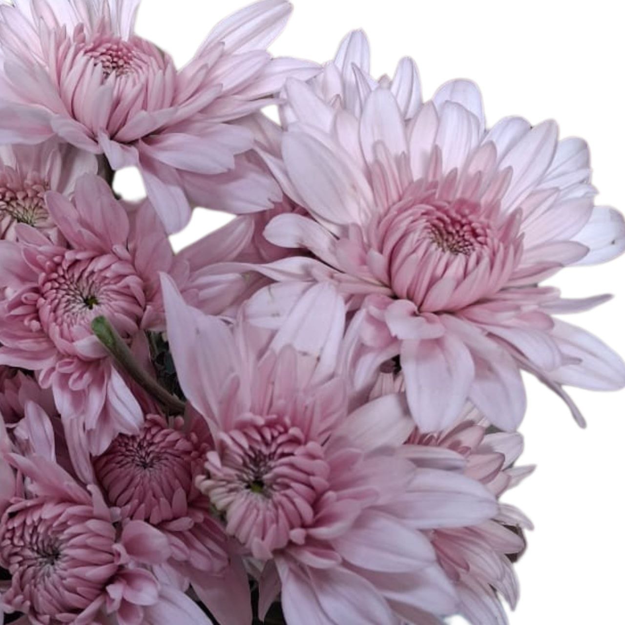 Chrysanthemum spray euphoria