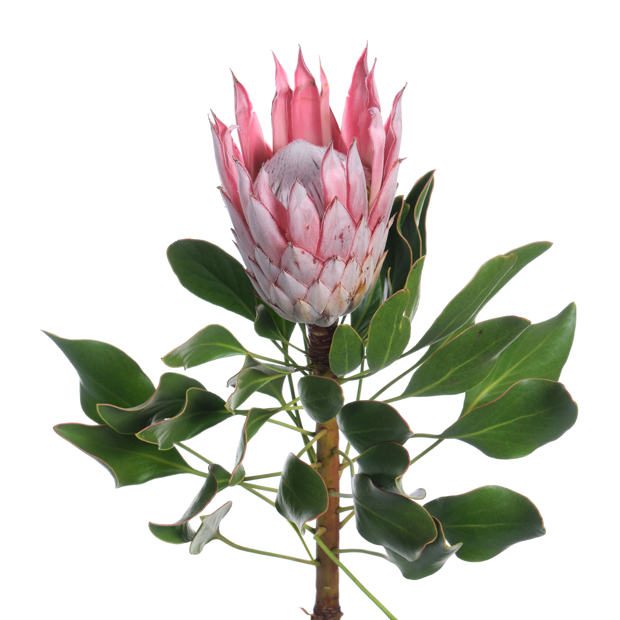 Protea cynaroides