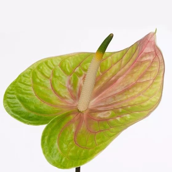 Anthurium lucardi