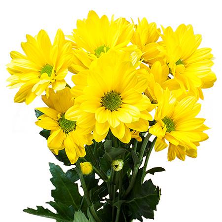 Chrysanthemum spray celebrate