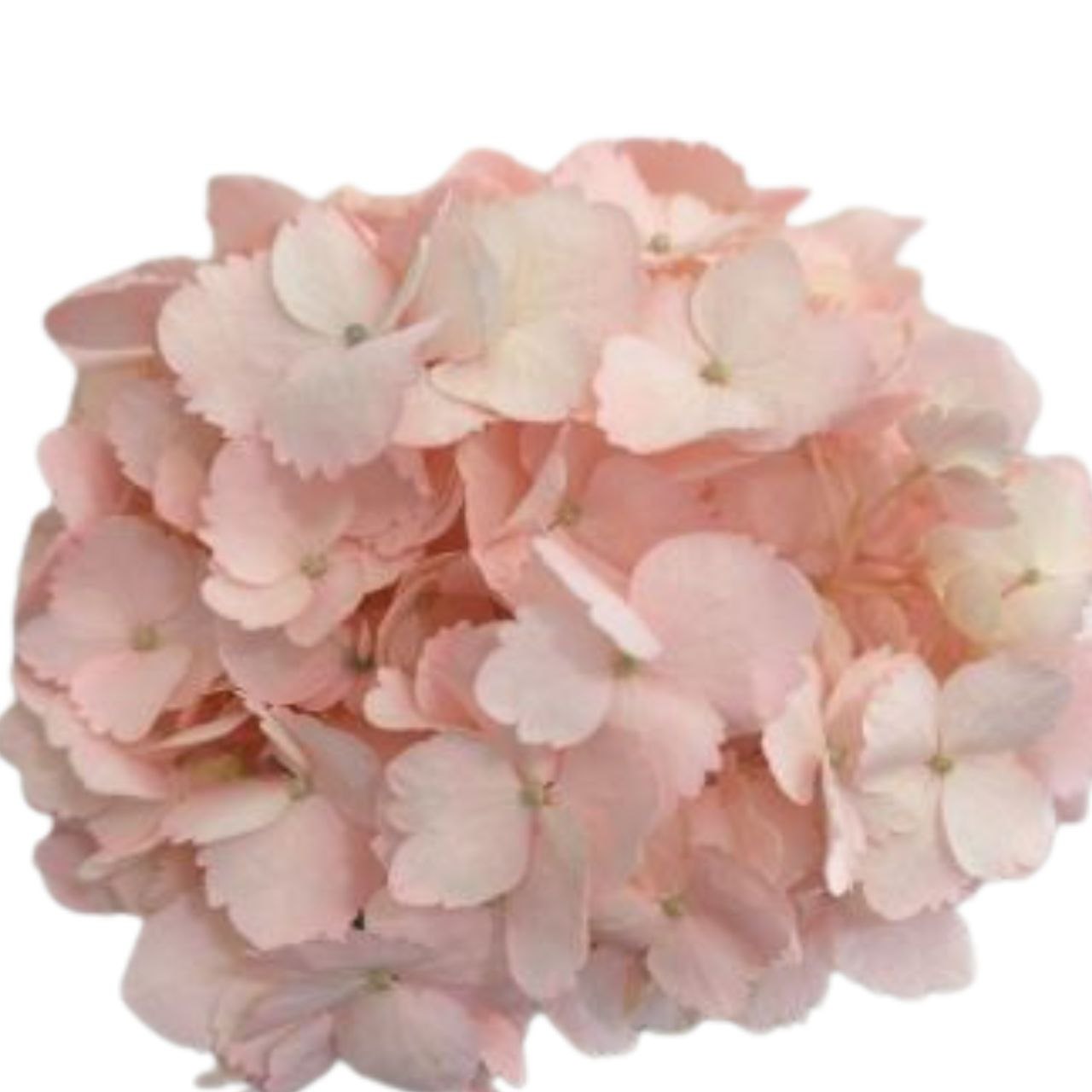 Hydrangea premium tinted blush pink