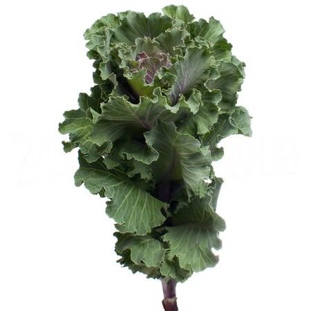 Brassica bogdana