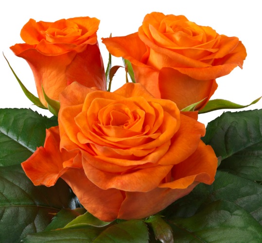 Rose orange wave