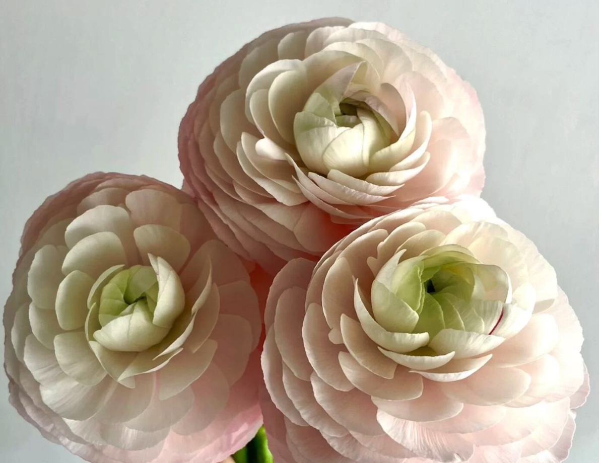 Ranunculus success lady pink