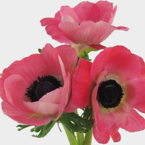 Anemone mistral shocking pink