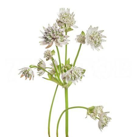 Astrantia billion stars