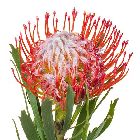 Leucospermum tango