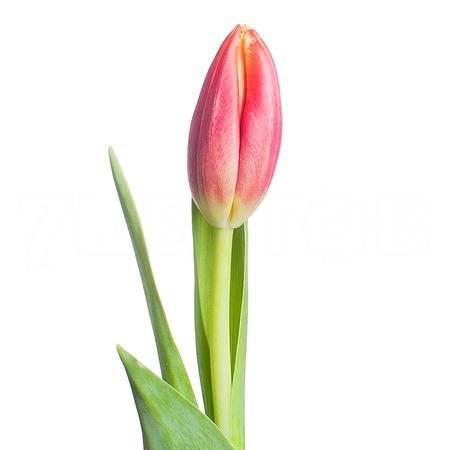 Tulip enkel leen van der mark