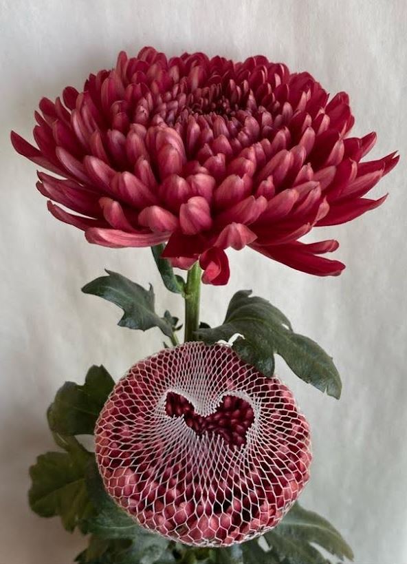 Chrysanthemum disbud ball andrea red