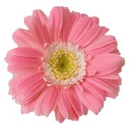 Gerbera Mini barbie