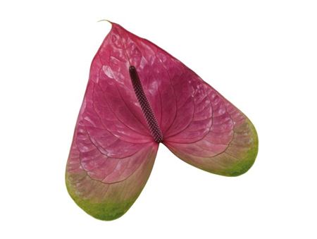 Anthurium rembrandt purple