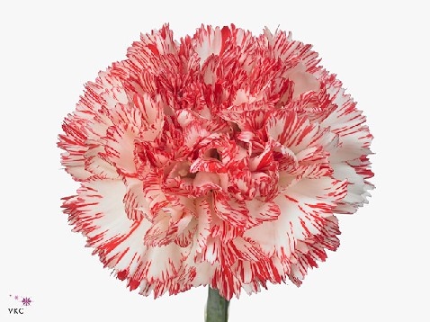 Carnation montoya