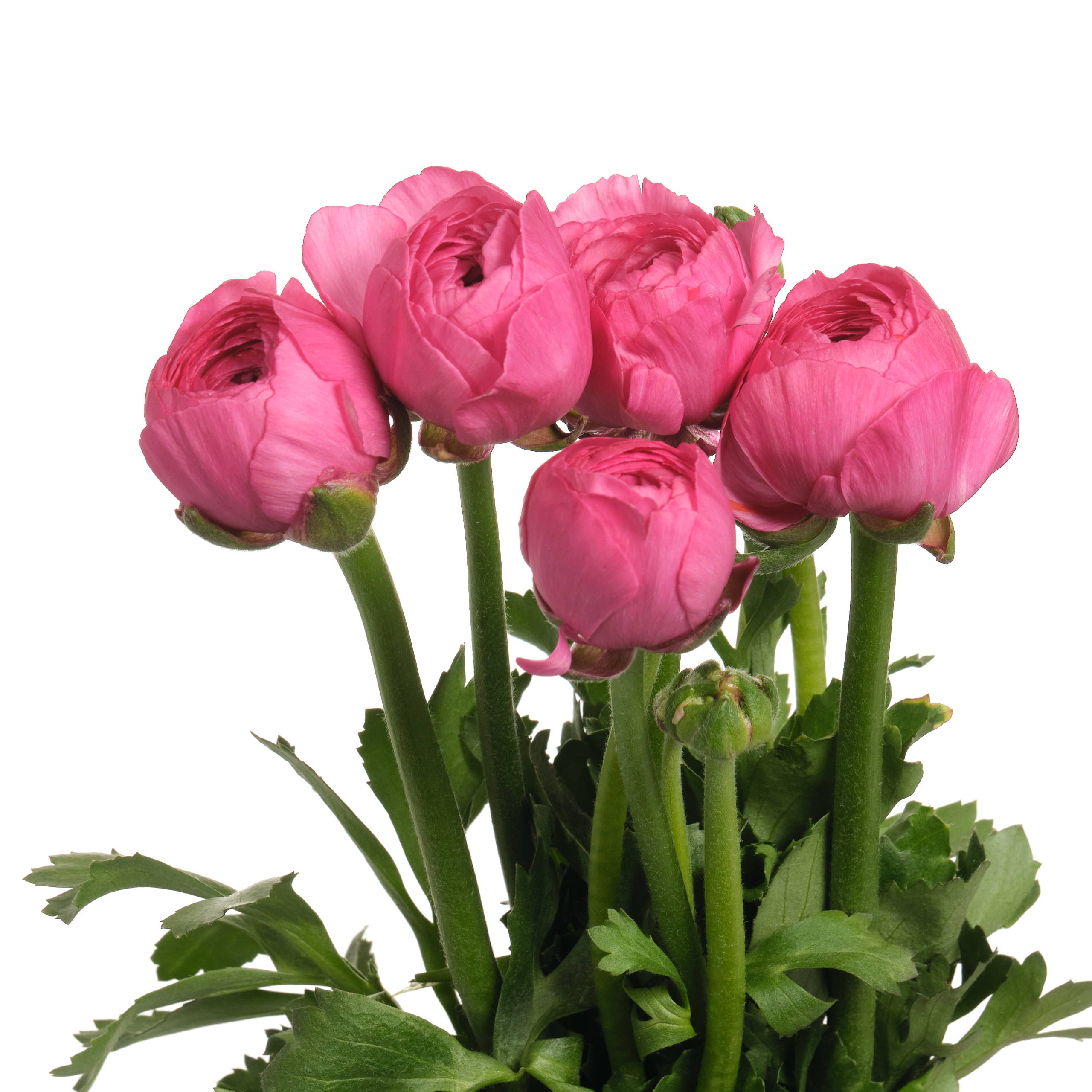 Ranunculus clooney bolero