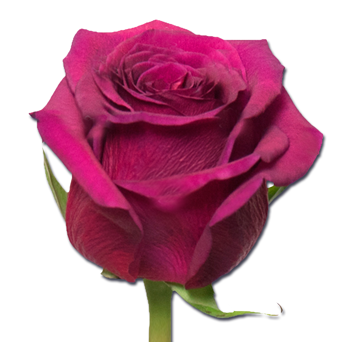 Rose queen berry