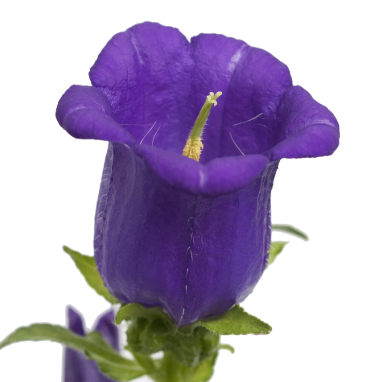 Campanula medium champion deep blue