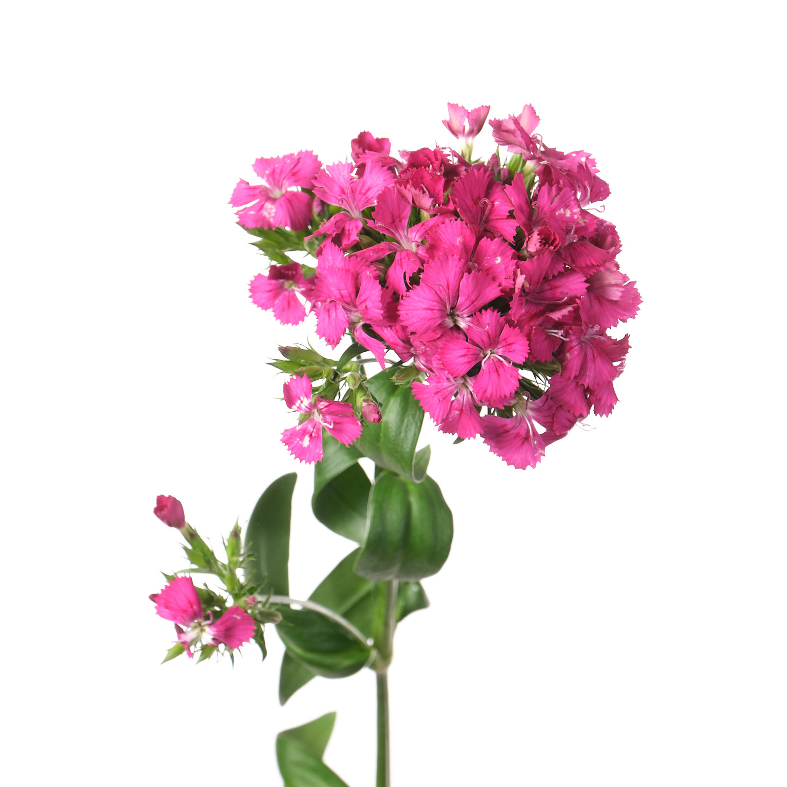 Carnation barbatus amazon neon cherry