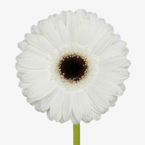 Gerbera white