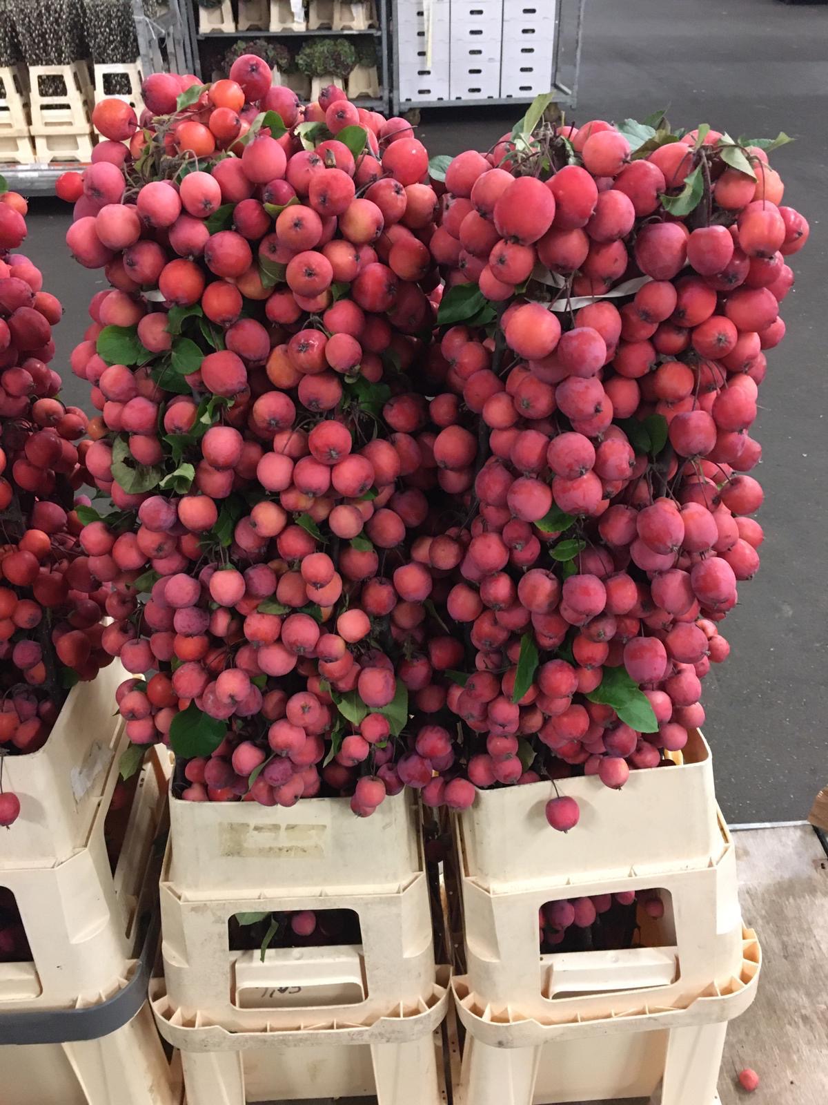 Malus red