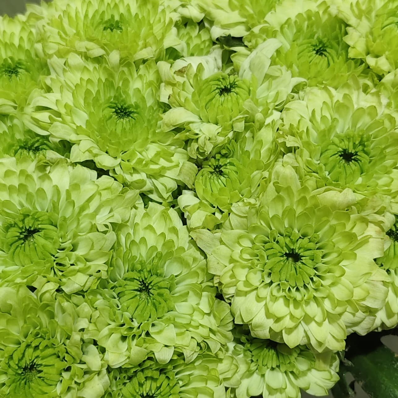 Chrysanthemum spray green glow