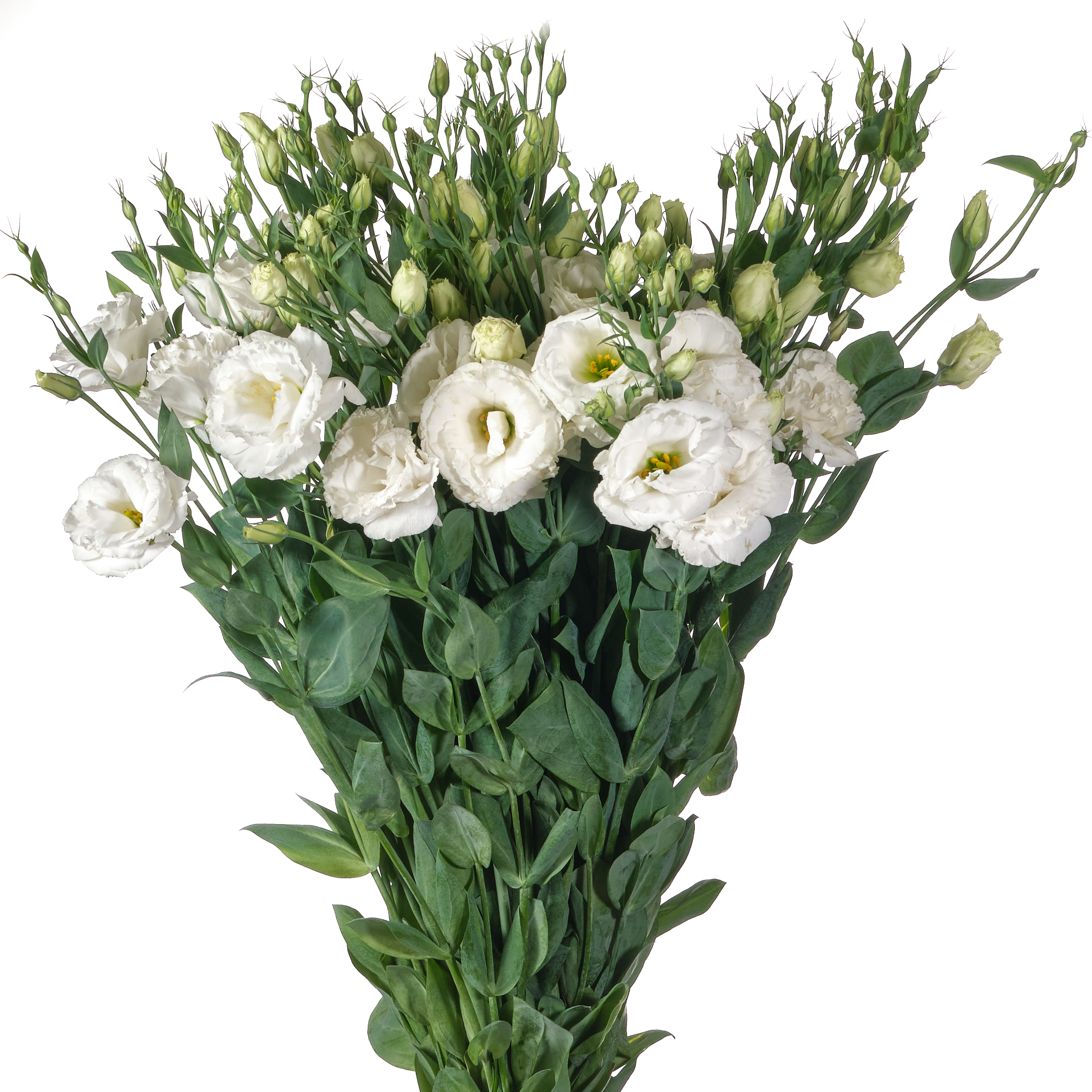 Eustoma white