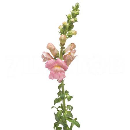 Antirrhinum opus pink