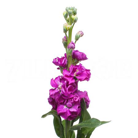 Matthiola cerise