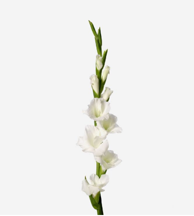 Gladiolus white iceland