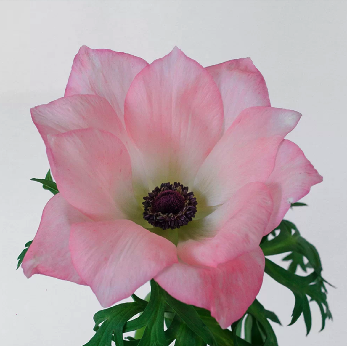 Anemone mistral light pink