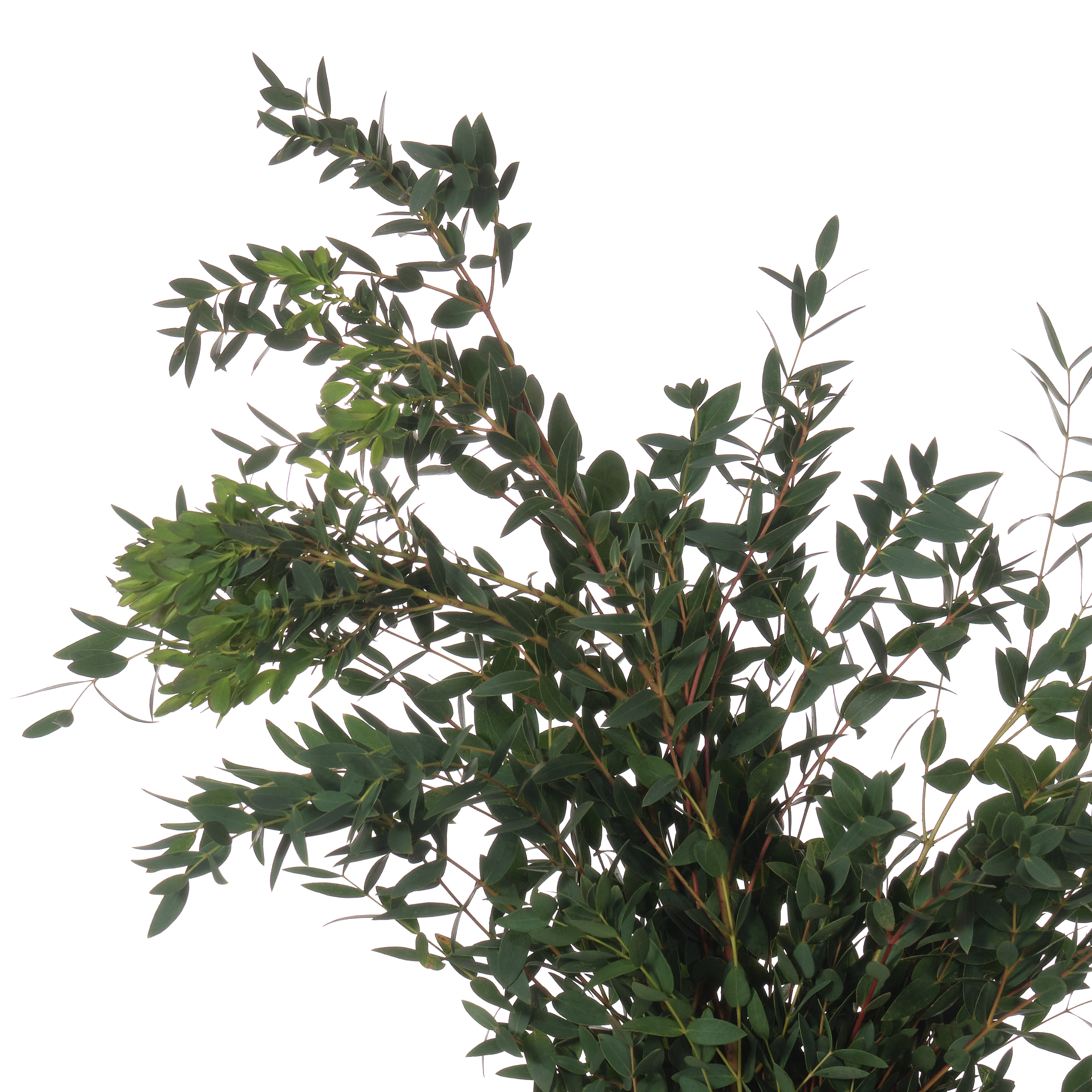 Blad Eucalyptus parvifolia