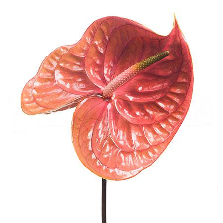 Anthurium cognac