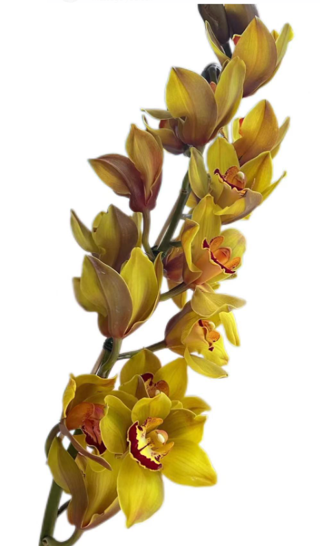 Cymbidium peace