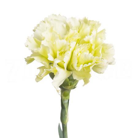 Carnation green