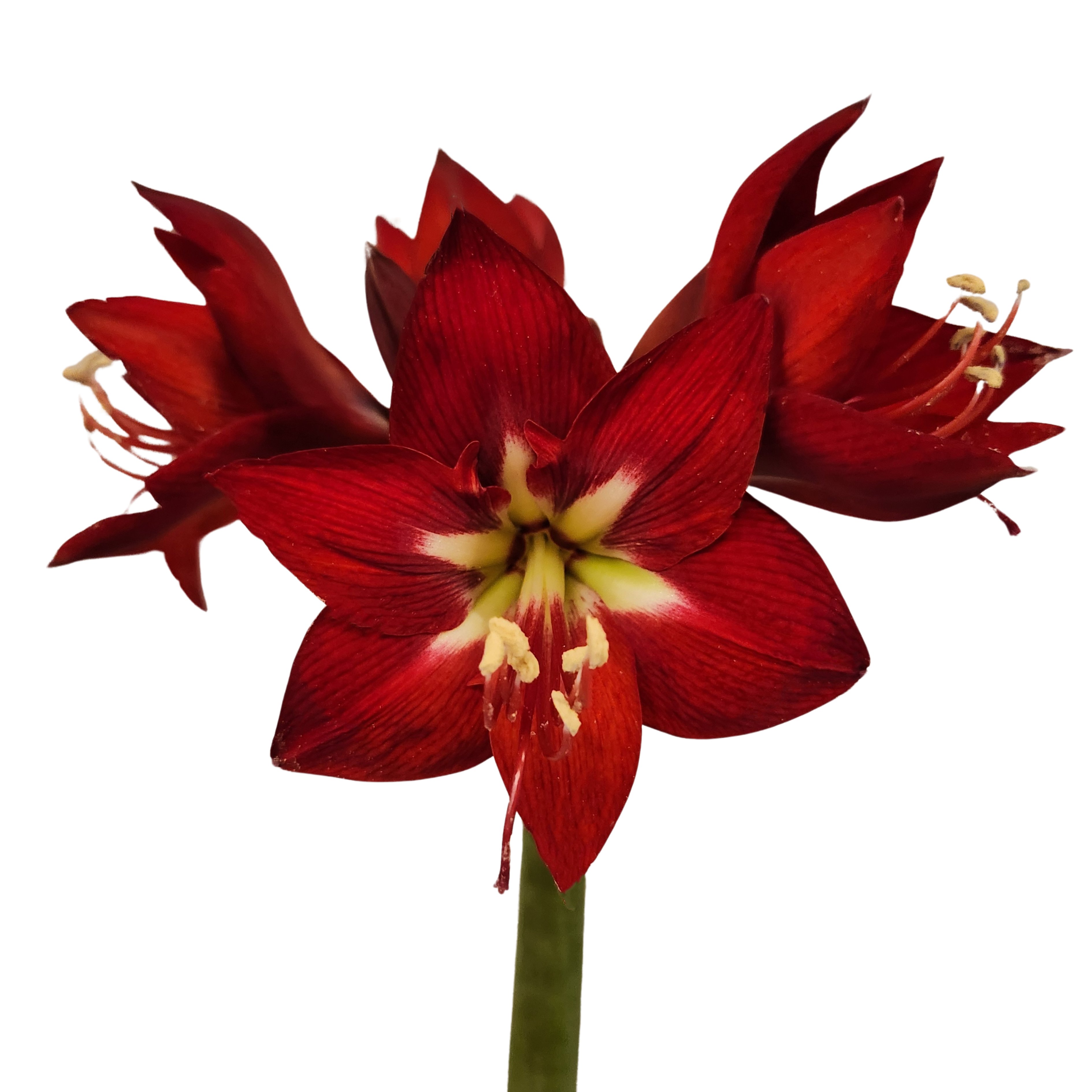 Hippeastrum rapido