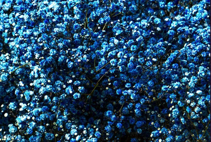 Gypsophila tinted blue
