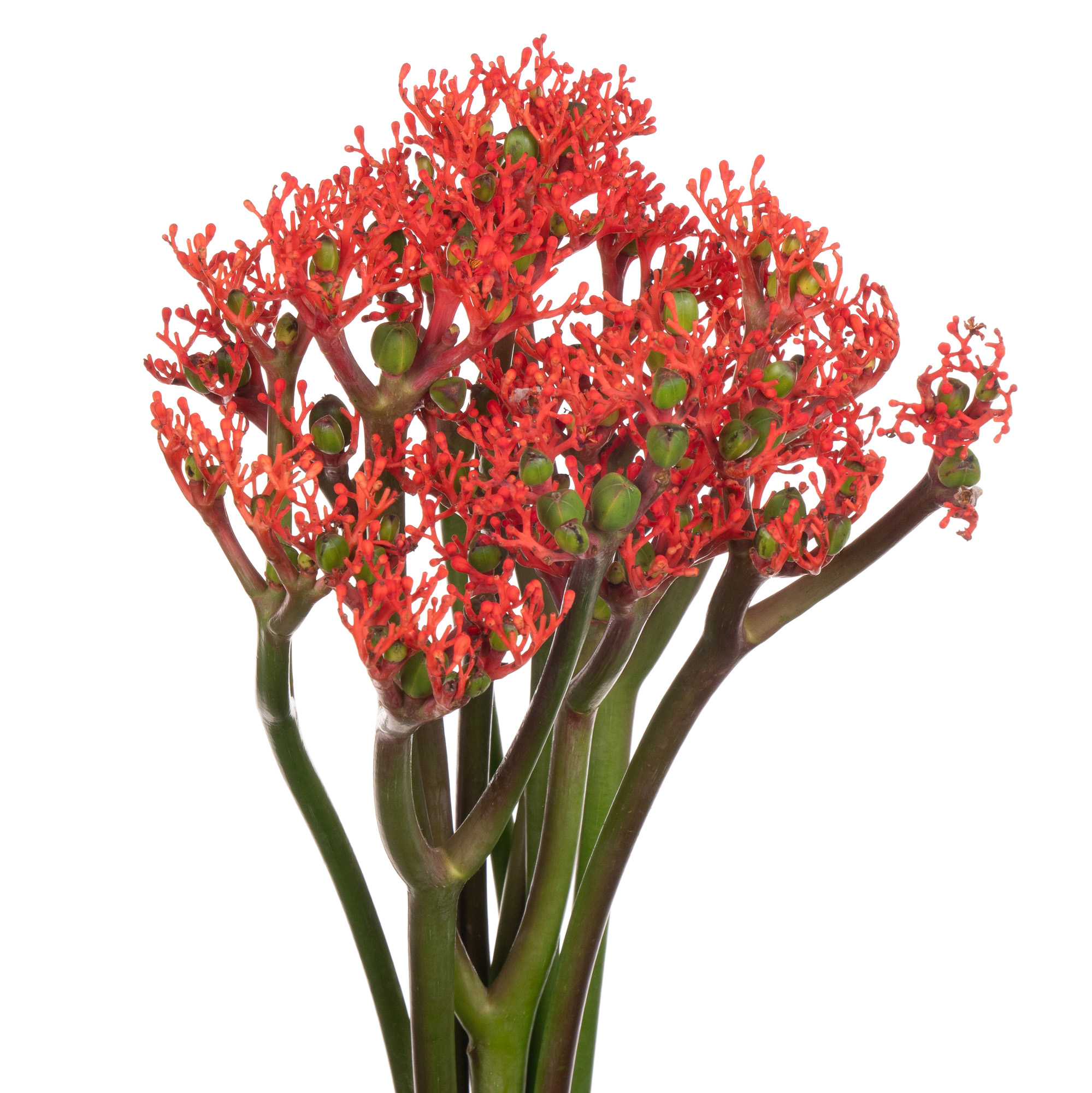 Jatropha firecracker