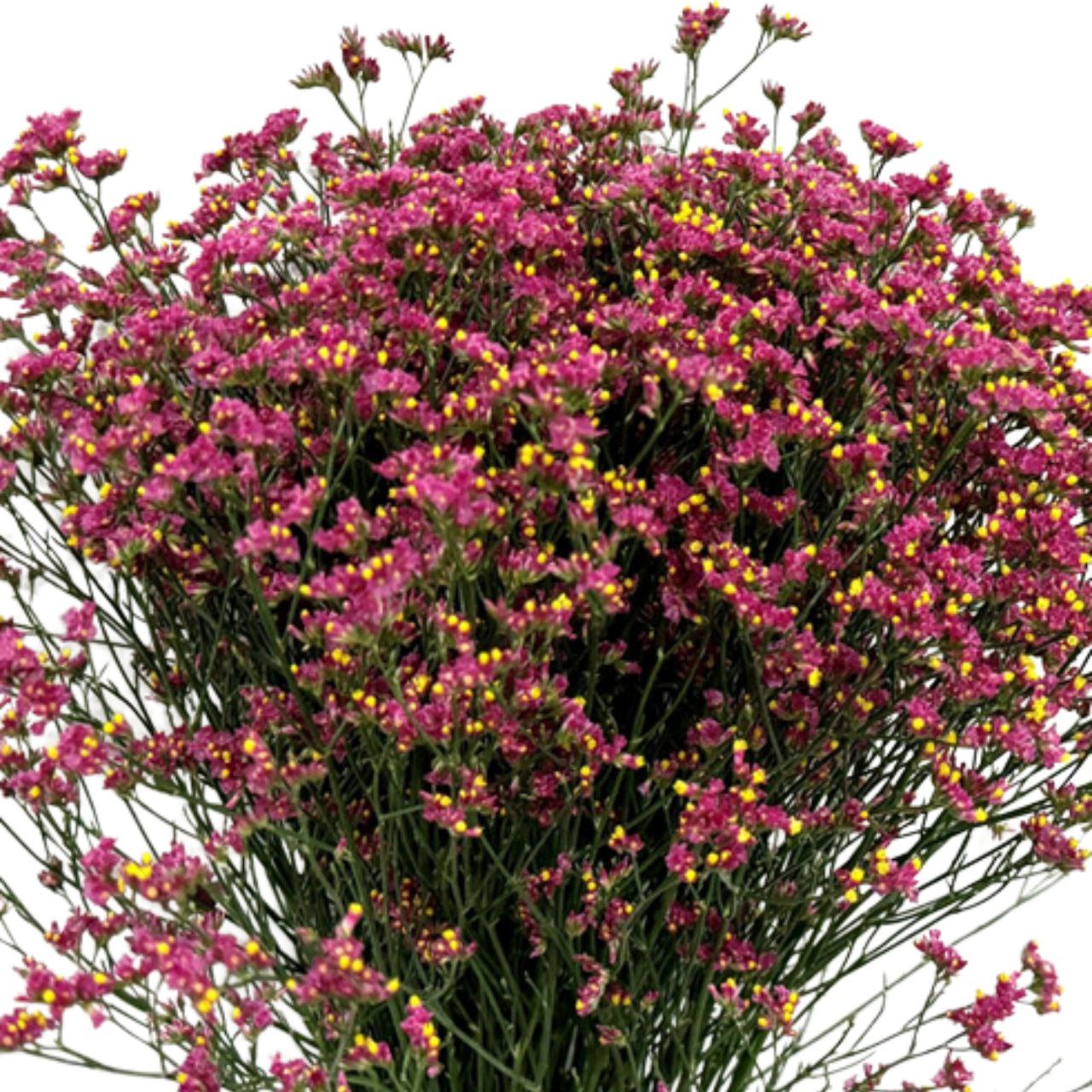 Limonium cerise