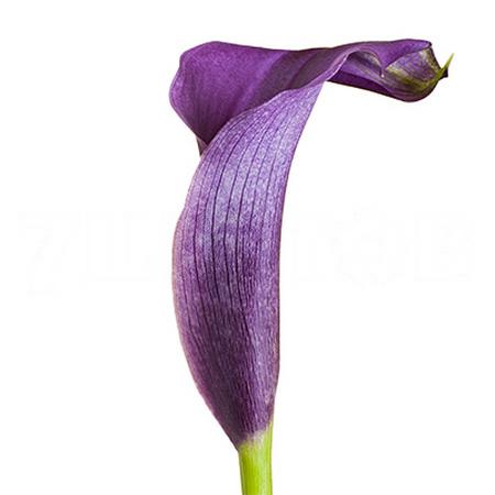 Zantedeschia paco