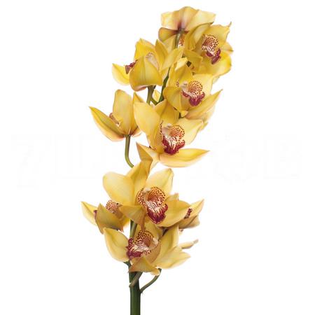 Cymbidium esther