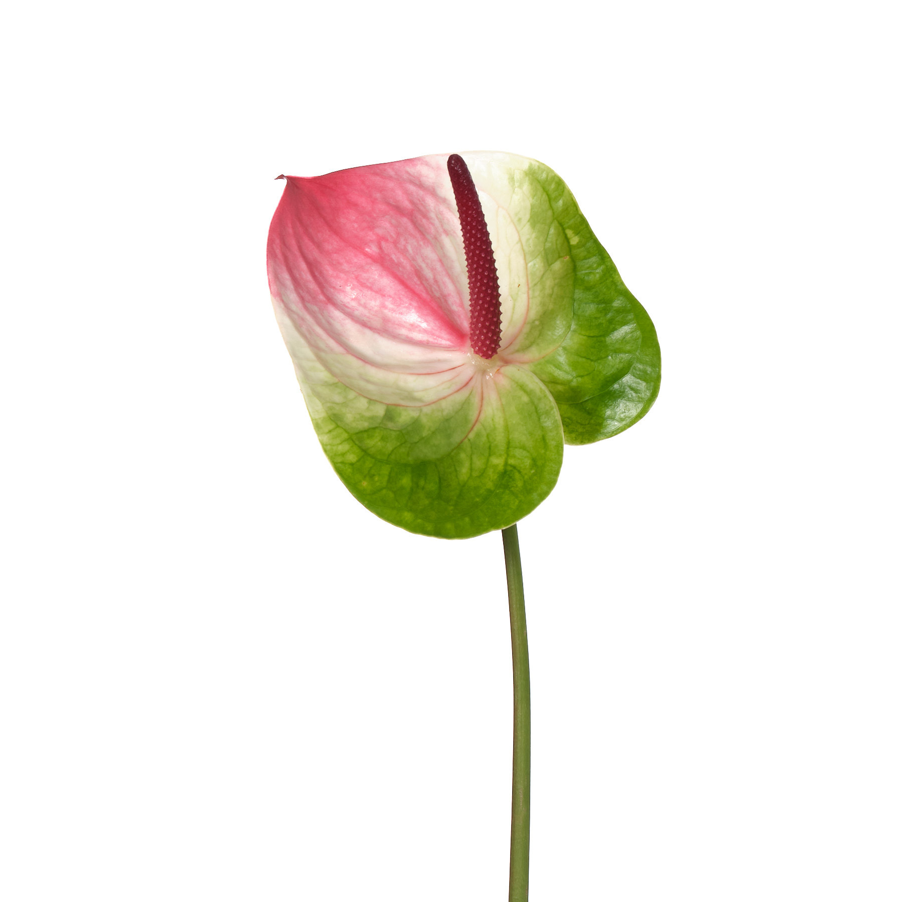 Anthurium zafira