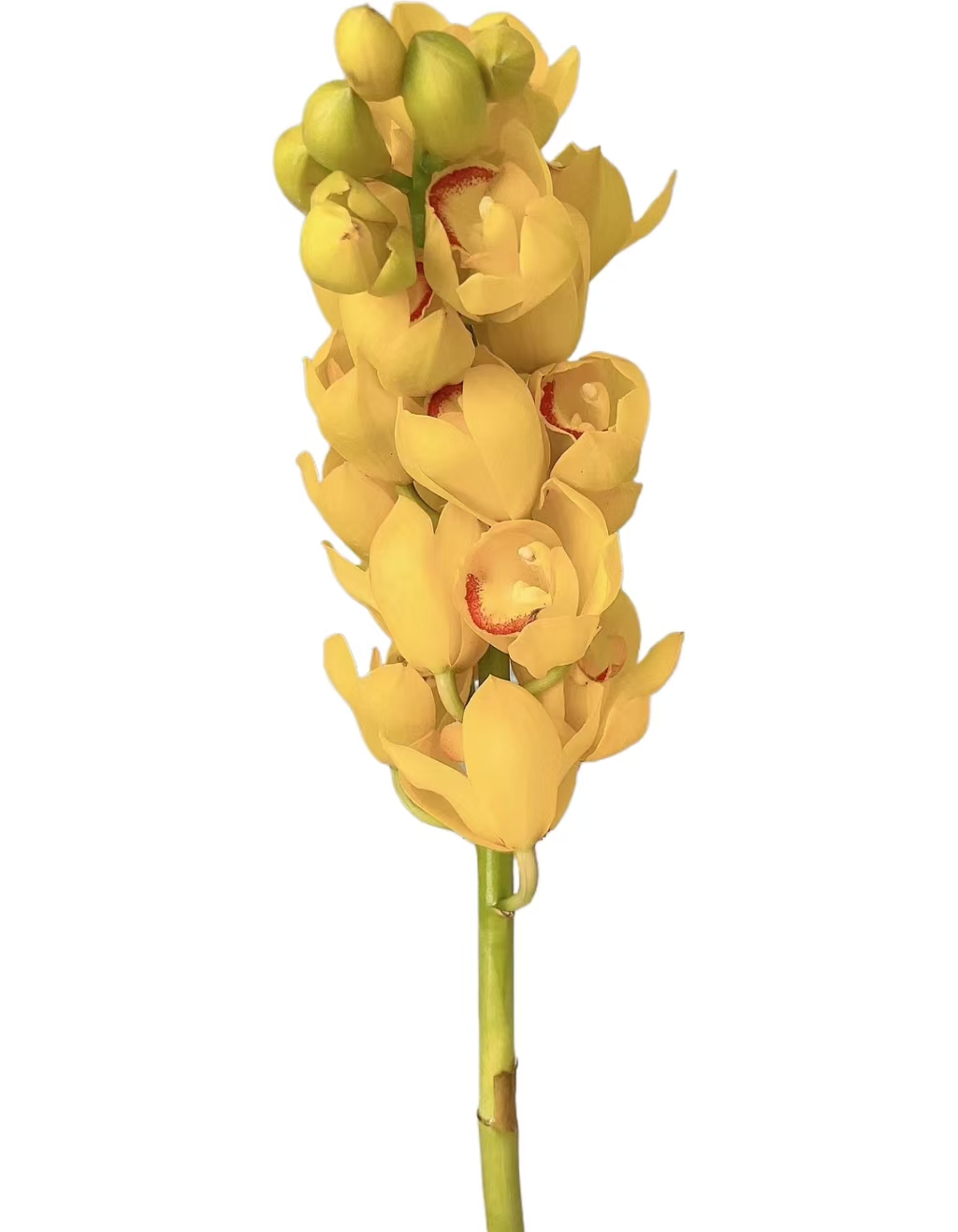 Cymbidium yang kwei fei