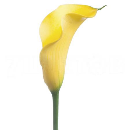 Zantedeschia gold medal